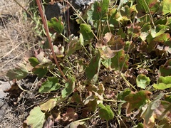 Heuchera grossulariifolia