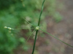 Milium effusum