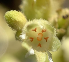 Heuchera grossulariifolia