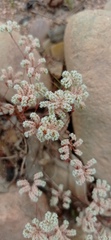 Chaetonychia cymosa
