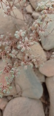 Chaetonychia cymosa