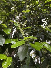 Coccoloba diversifolia