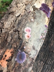 Hypochnella violacea