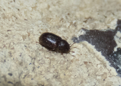 Sphindidae