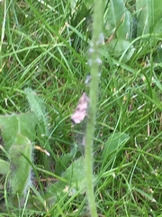 Lepidoptera