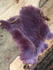 Hypochnella violacea