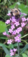 Bombus impatiens image