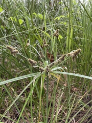 Cyperus ligularis