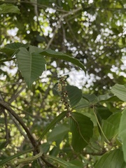 Paullinia pinnata
