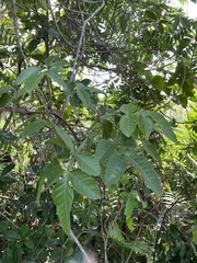 Paullinia pinnata