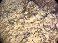 Lecanora nothocaesiella