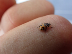 Hippodamia glacialis lecontei