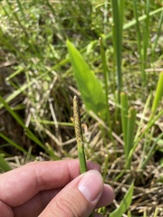Eleocharis interstincta