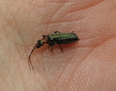 Oedemera croceicollis