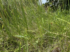 Eleocharis interstincta