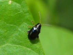 Aphthona nonstriata