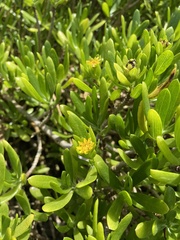 Borrichia arborescens