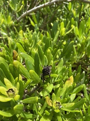 Borrichia arborescens