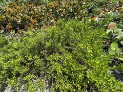 Borrichia arborescens