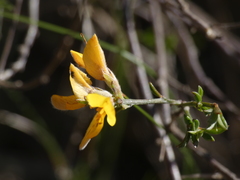 Genista pilosa