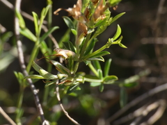 Genista pilosa
