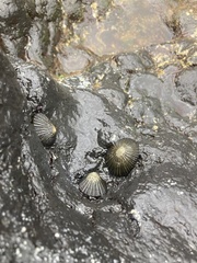 Cellana radians