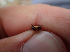 Hippodamia glacialis lecontei