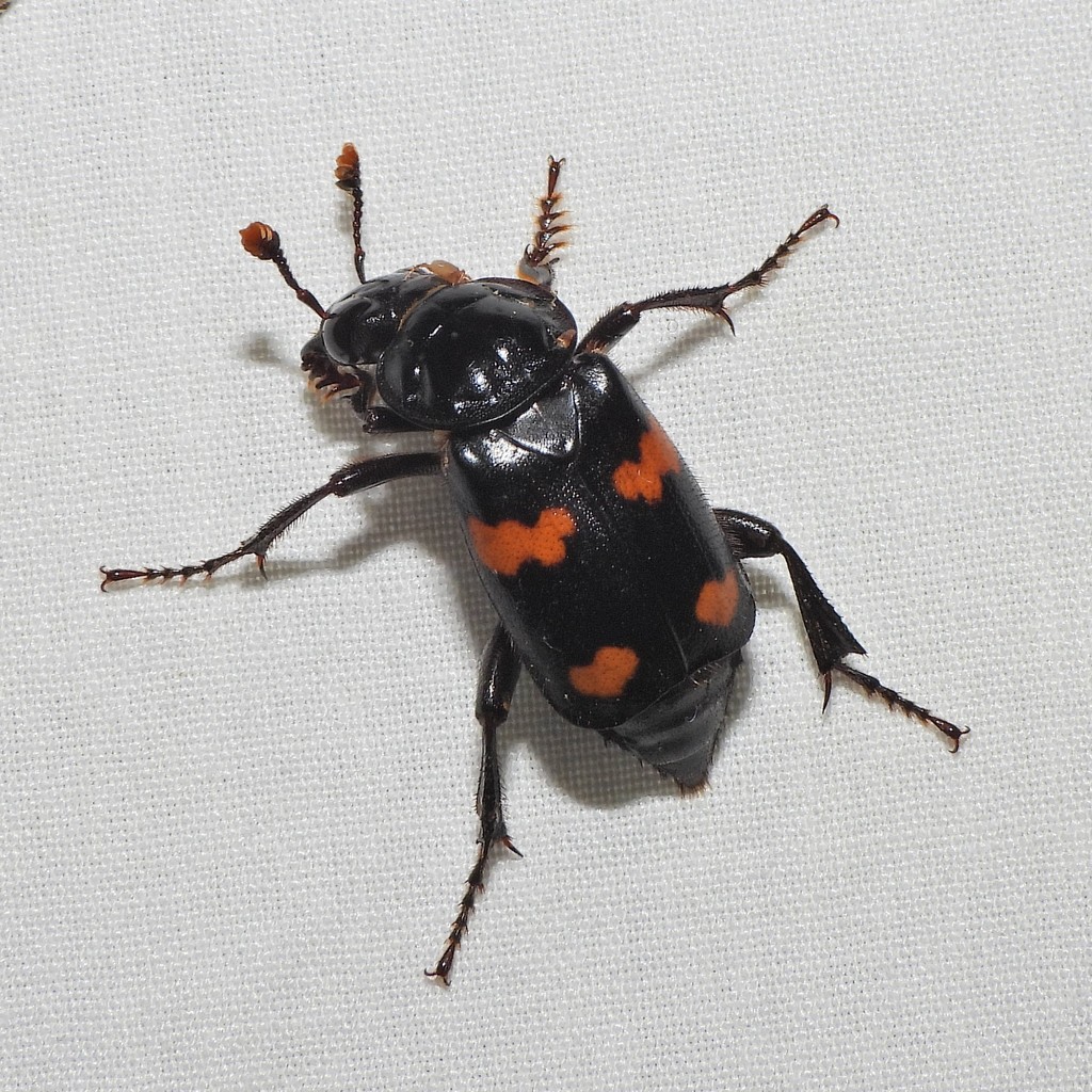 Roundneck Sexton Beetle