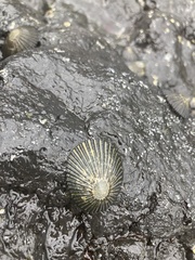 Cellana radians