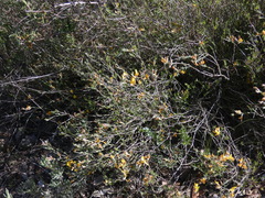Genista pilosa