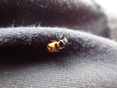 Hippodamia glacialis lecontei