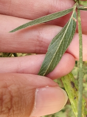 Bituminaria bituminosa