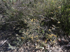 Genista pilosa