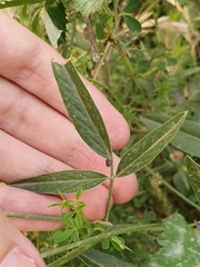 Bituminaria bituminosa