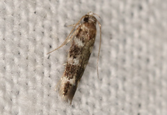 Elachistidae