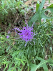Liatris compacta