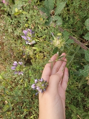 Bituminaria bituminosa