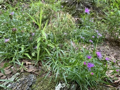 Liatris compacta