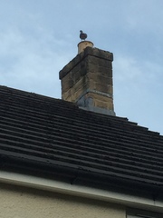 Columba palumbus