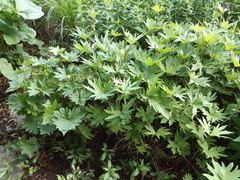 Ligularia przewalskii