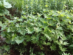 Ligularia przewalskii