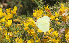 Gonepteryx cleopatra