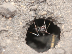 Cataglyphis piliscapa