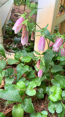 Campanula punctata
