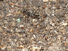 Cataglyphis piliscapa