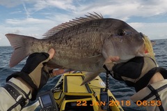 Lethrinus laticaudis