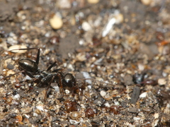 Cataglyphis piliscapa