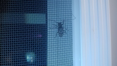 Aegomorphus modestus