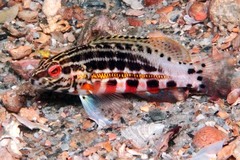 Lantern Bass photo 3