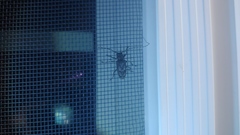 Aegomorphus modestus